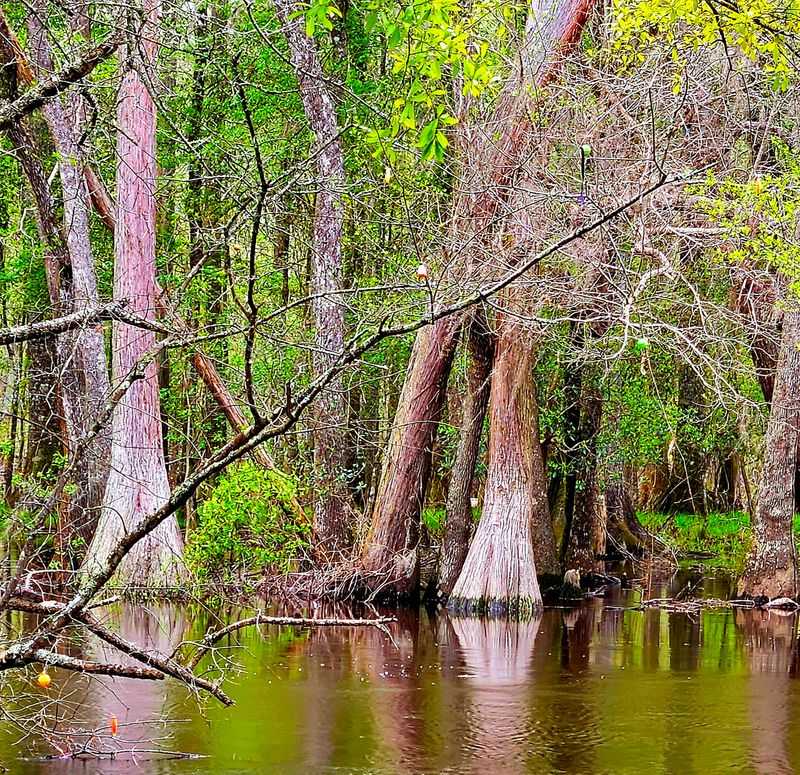 General Coffee State Park, Nicholls