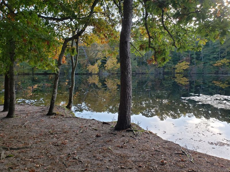 Four Ponds Conservation Area and Bourne Town Forest, Bourne