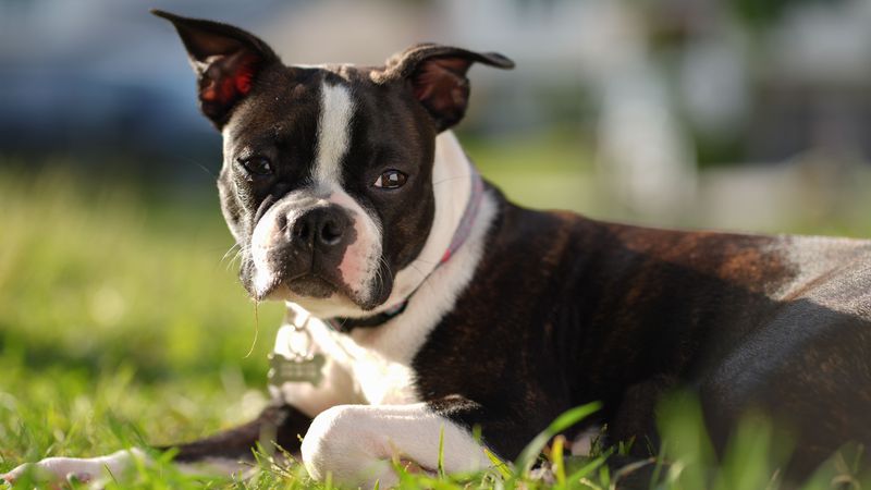 Boston Terrier