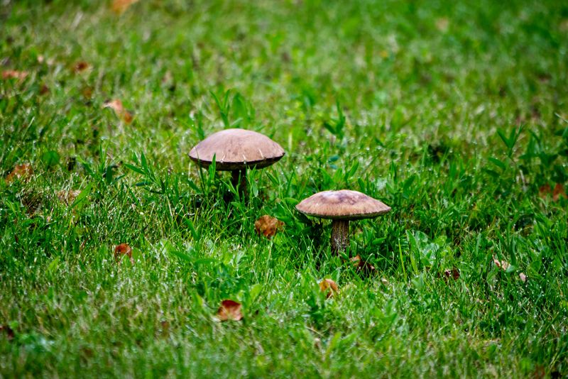 Watch For Mushrooms In Pennsylvania Lawns