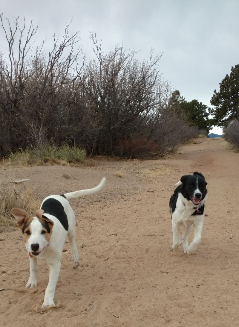 Palmer Park Yucca Flats Off-Leash Area, Colorado Springs