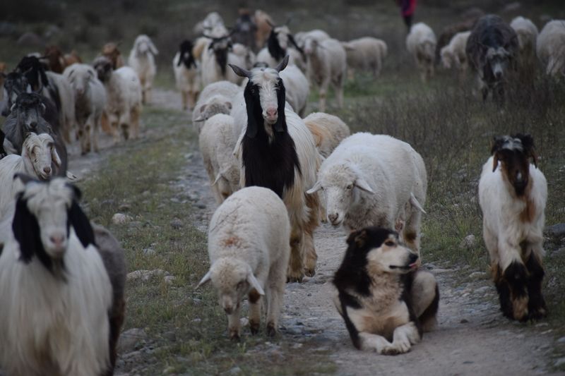 Livestock And Machinery Need Slow, Careful Introductions