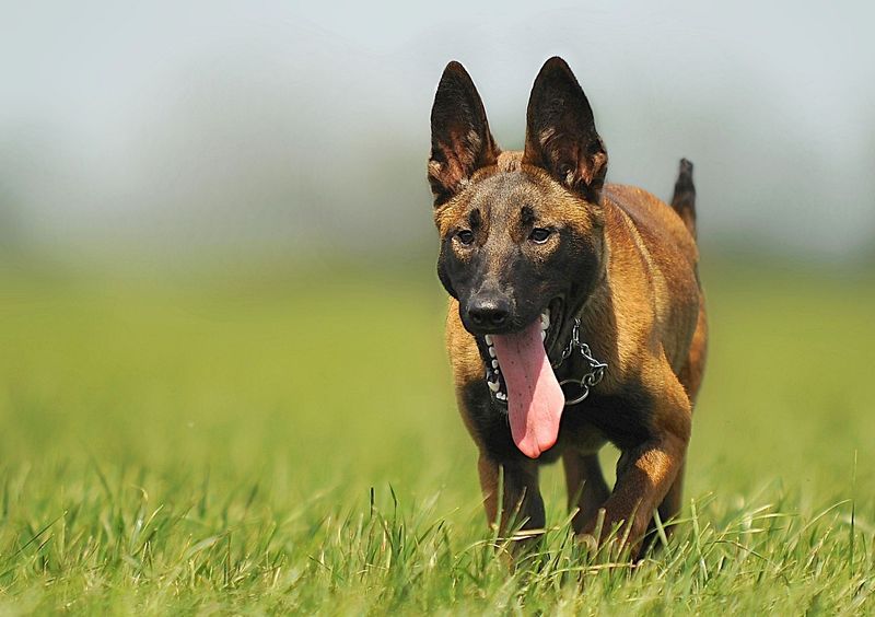 Belgian Malinois: Rocket Fuel on Four Legs