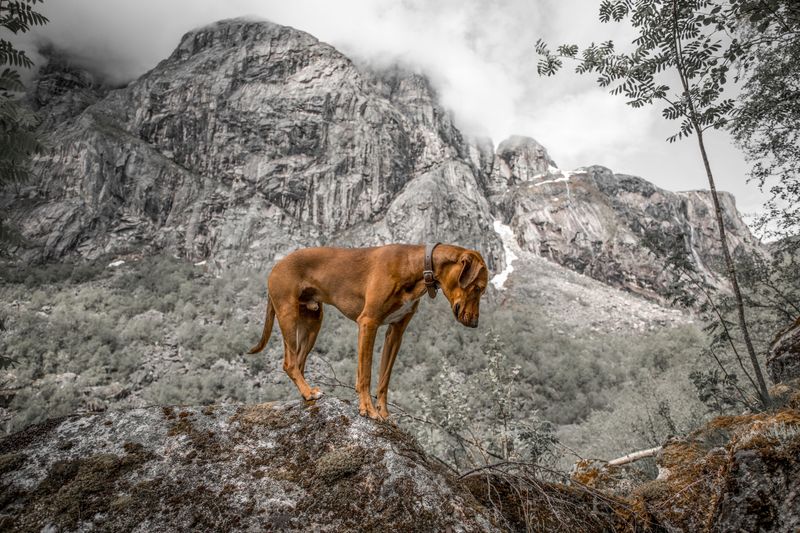 Vizsla