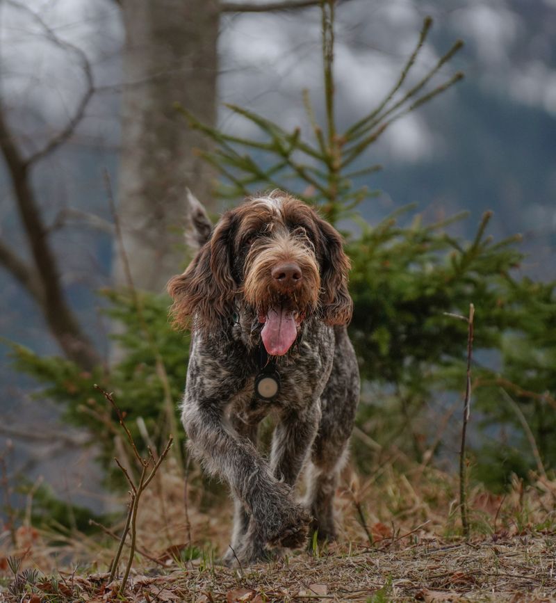 Wirehaired Pointing Griffon: The Scruffy Finale