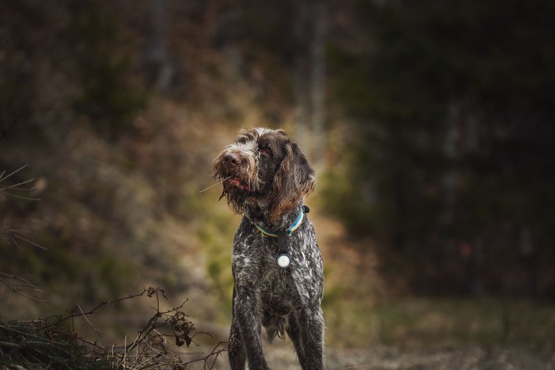 Wirehaired Pointing Griffon