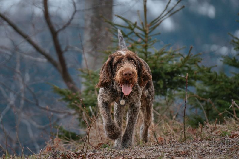 Wirehaired Pointing Griffon