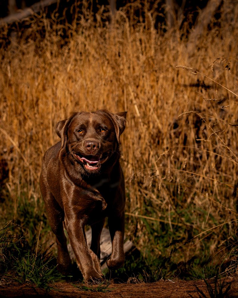 Chesapeake Bay Retriever: At Home Near the Bay