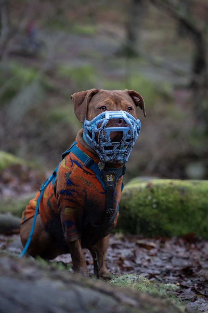 Do Not Let Your Dog Rub Its Face