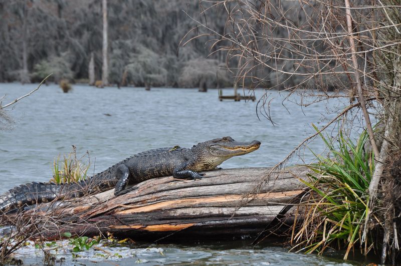 Never Let Your Dog Approach an Alligator
