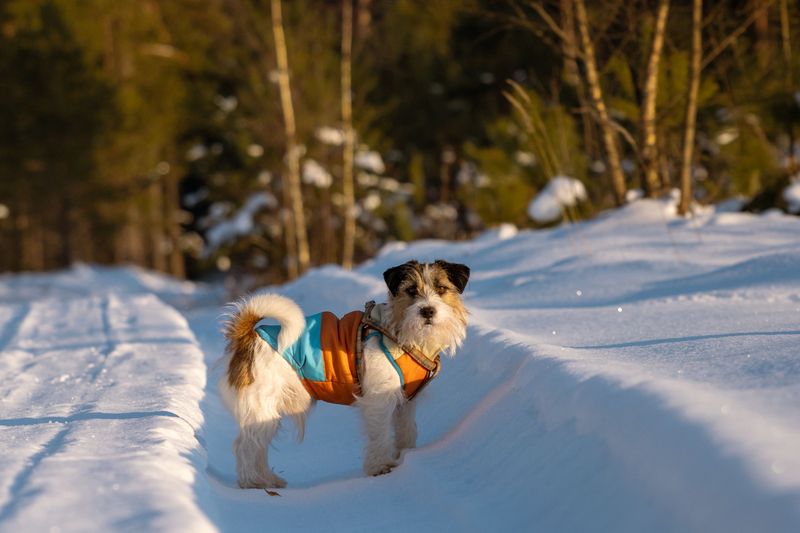 Watch For Signs Your Dog Is Too Cold