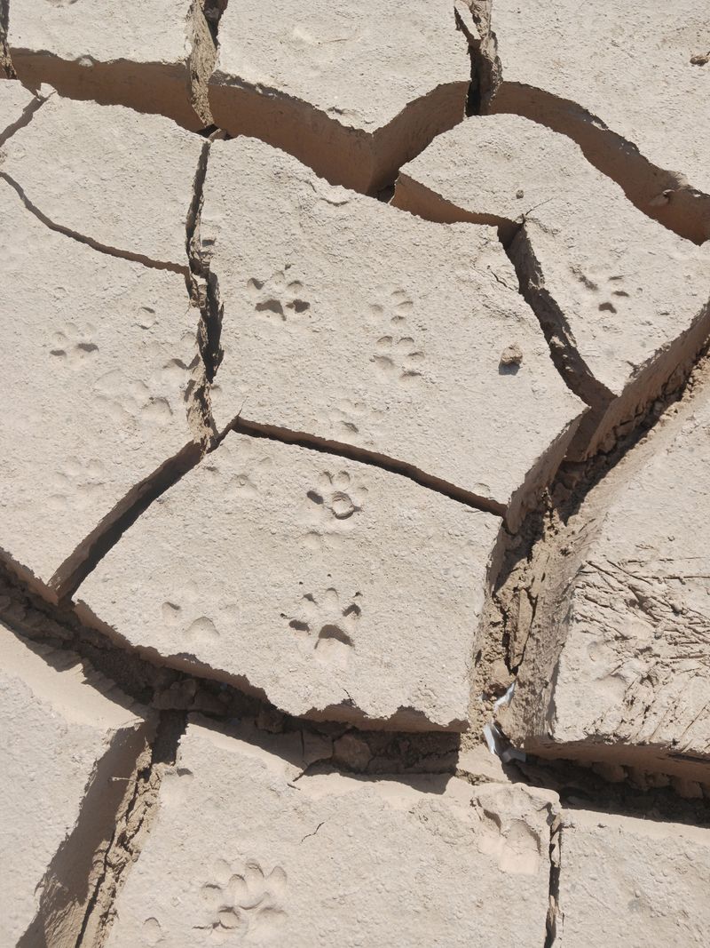 Protect Paws From Hot Desert Surfaces