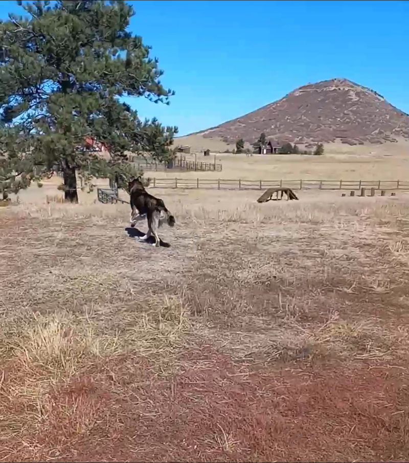 Devon's Dog Park at Greenland Open Space, Larkspur