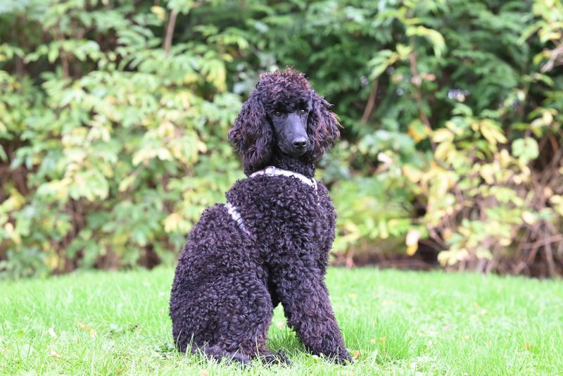 Standard Poodle