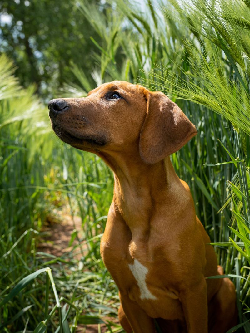 Redbone Coonhound