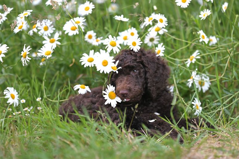 Irish Water Spaniel