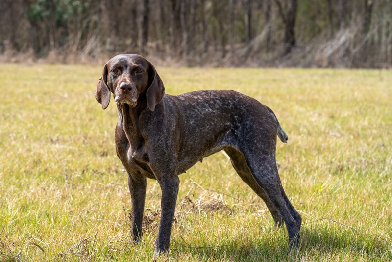 German Shorthaired Pointer