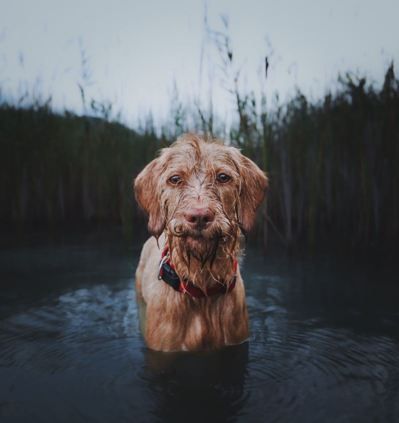 Chesapeake Bay Retriever: Built For Rough Water