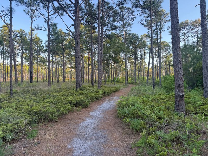 Carolina Beach State Park, Carolina Beach