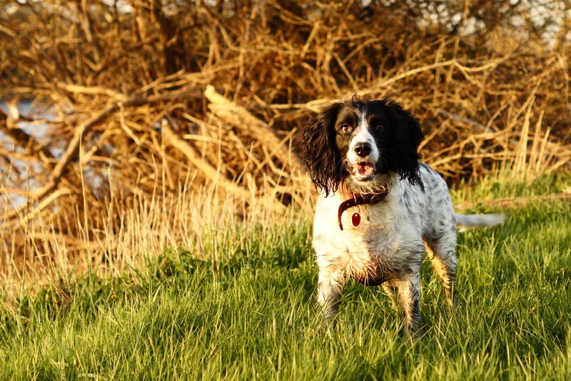 English Springer Spaniel: The Brushline Spark