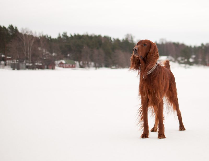 Irish Setter
