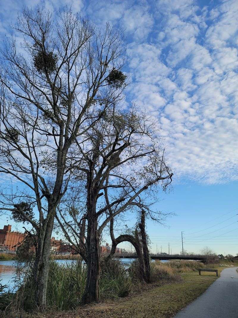Mill Village Riverlink, Columbia