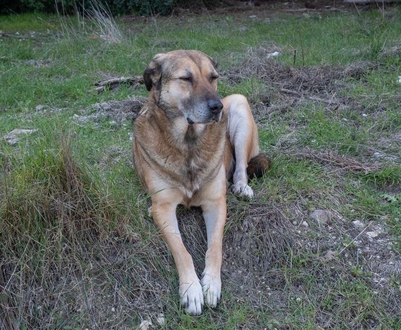 Anatolian Shepherd: The Thoughtful Security Guard