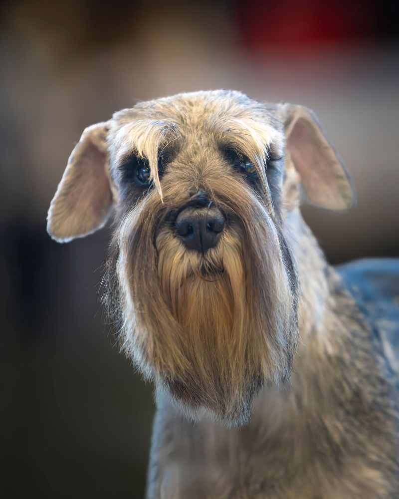 Giant Schnauzer