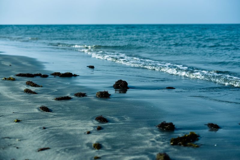 Keep Off the Shoreline During Blooms Too