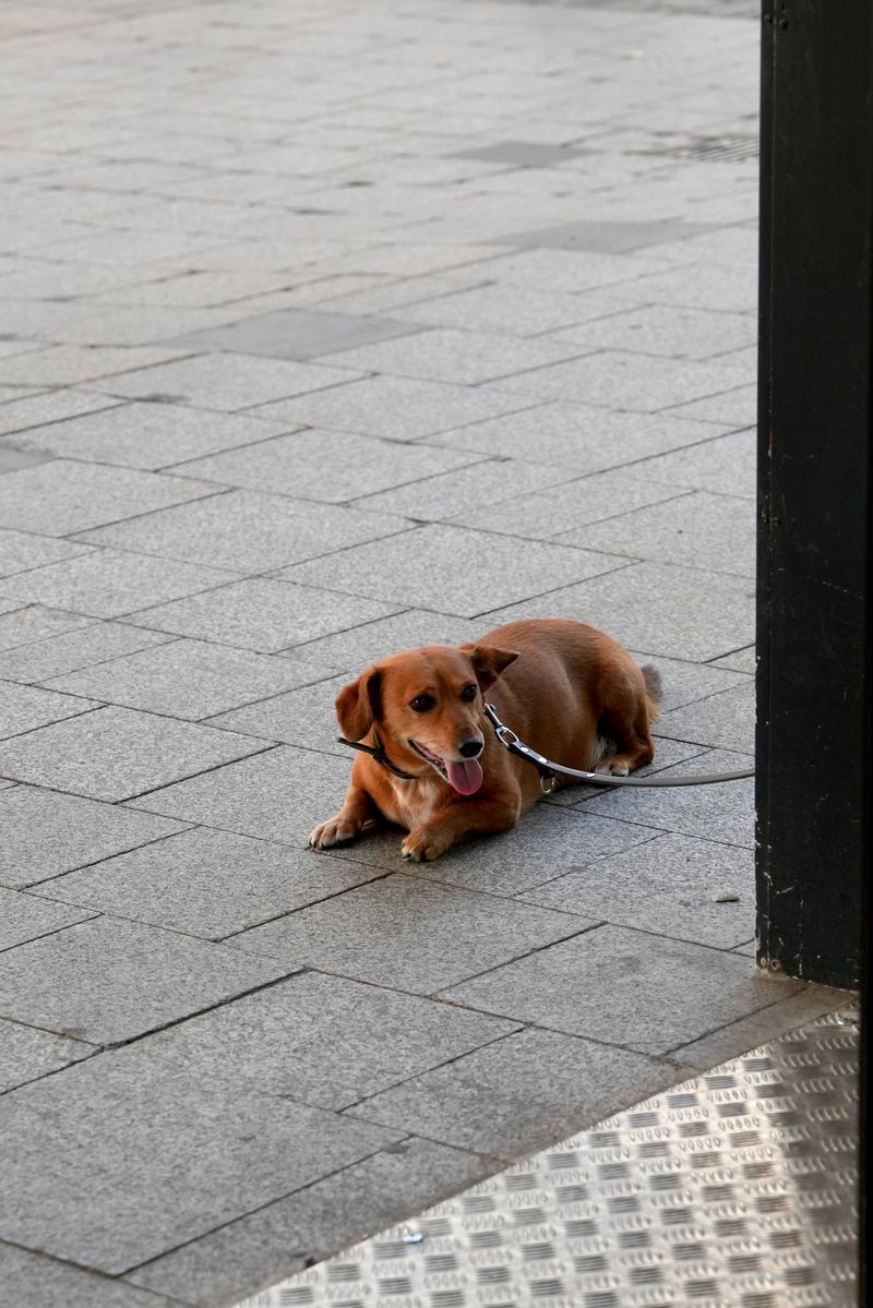 Dachshund