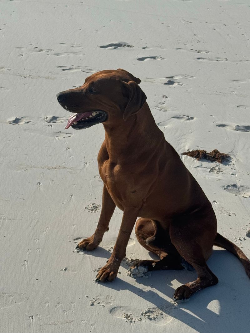 Rhodesian Ridgeback