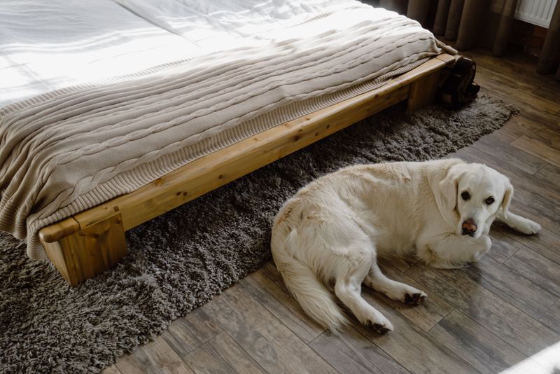 Dogs Can Carry Ticks Into the House