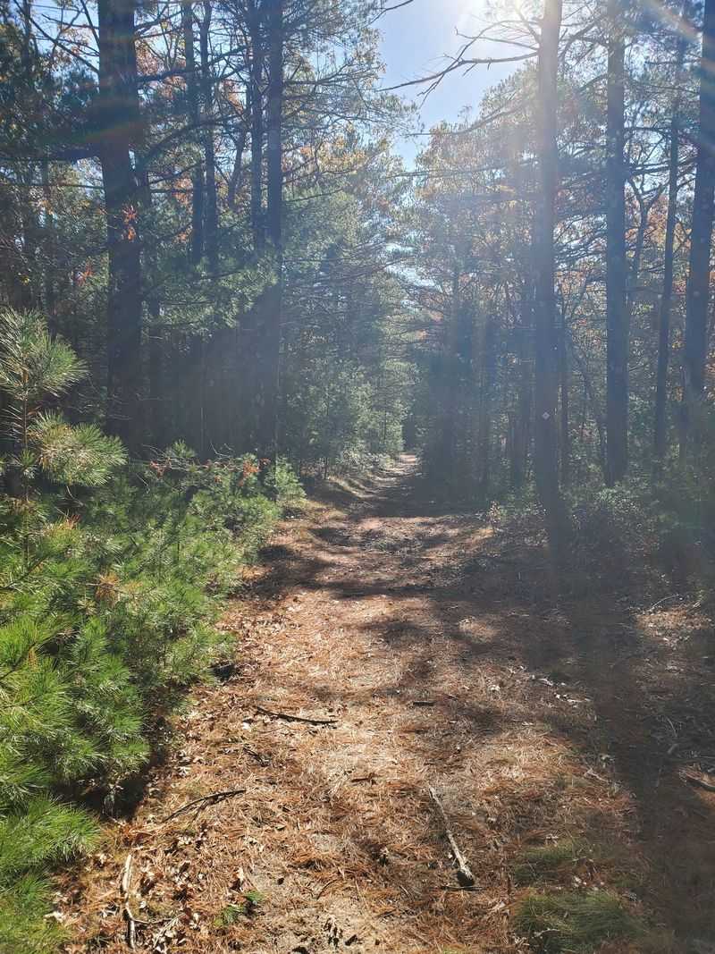 Plymouth Town Forest, Plymouth