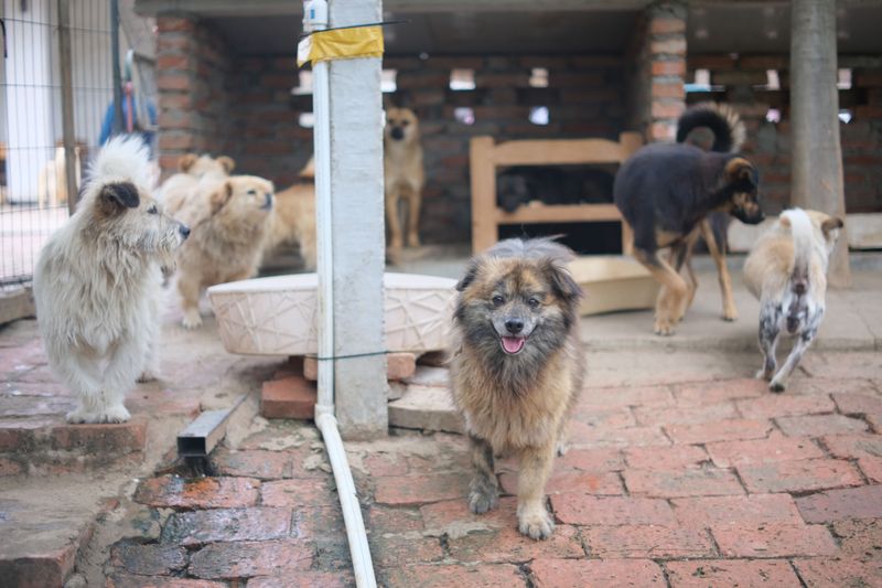 Unaltered-Dog or Breeding Permit, if Required Locally