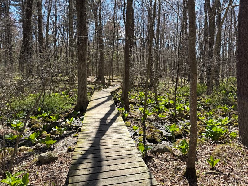 Littleton Town Forest, Littleton