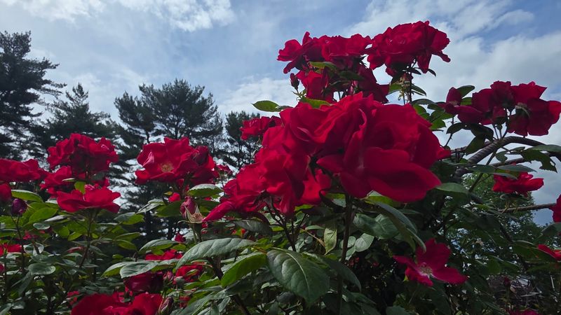 Bethlehem Rose Garden