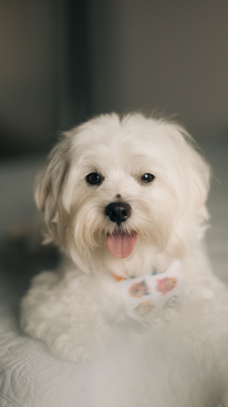 Maltese