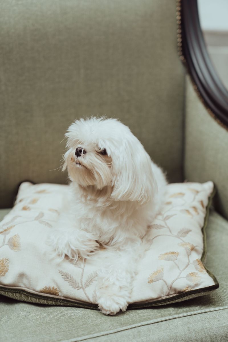 Maltese: Tiny Dog, Big Presence
