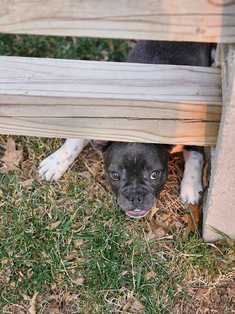 Make A Plan For Damaged Fences