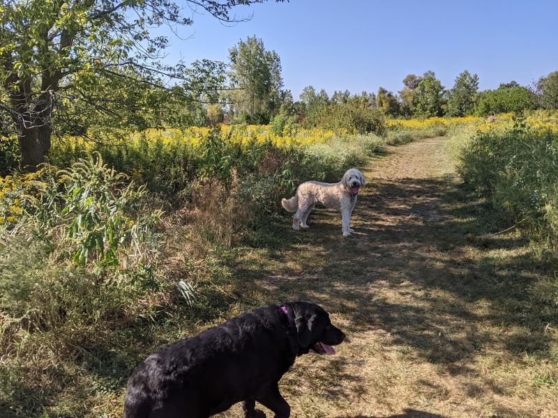 Springbrook Prairie Forest Preserve, Naperville