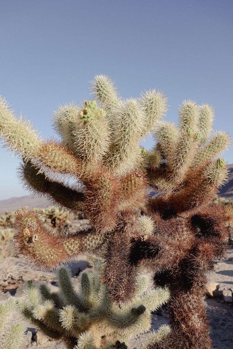 Cactus And Thorny Plants Can Cause Punctures