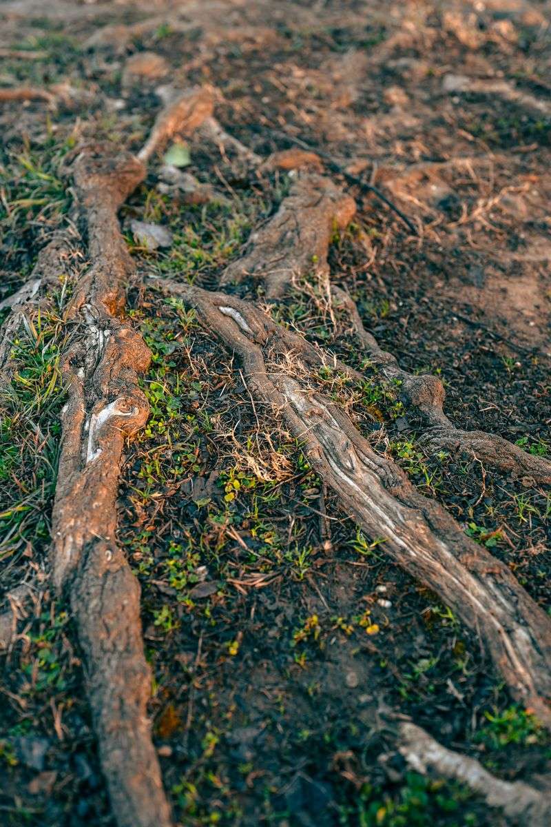 Exposed Tree Roots After Runoff