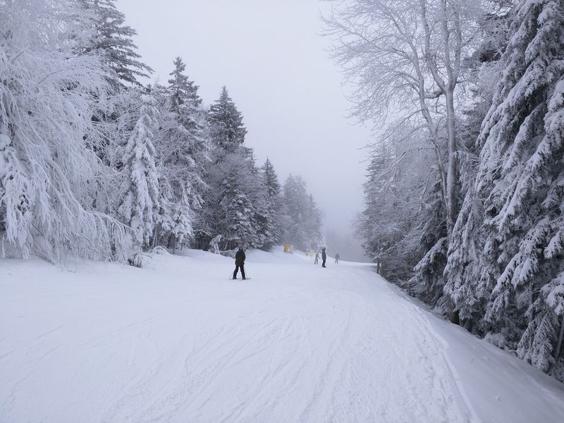Snowshoe Dog Mountain's Winter Trails