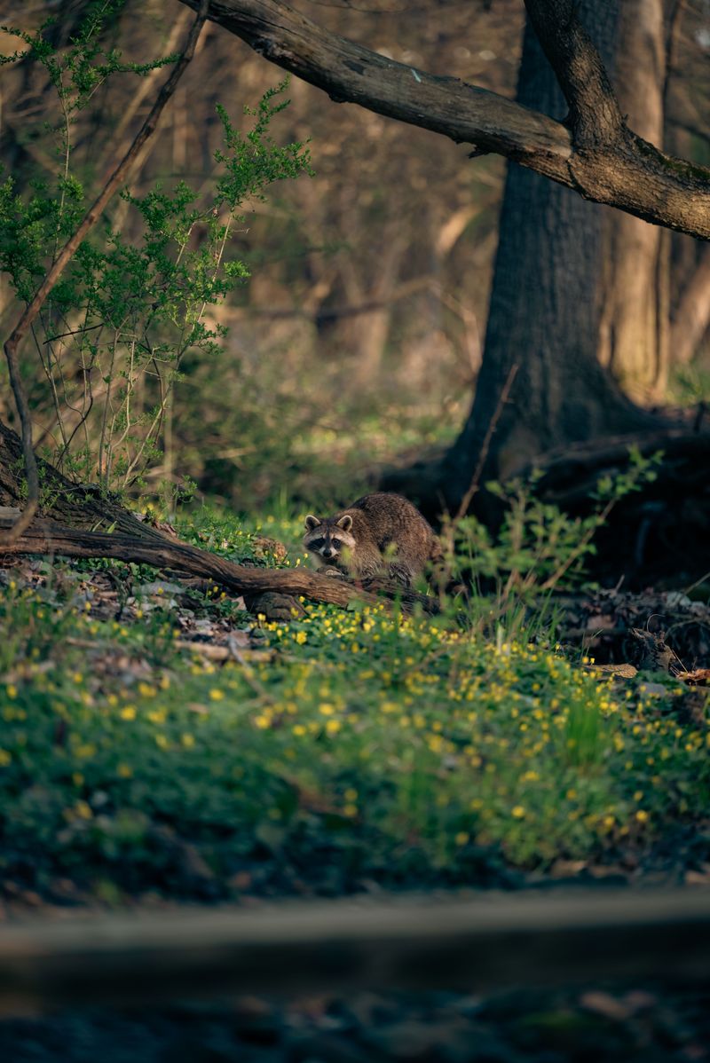 Letting Wildlife Encounters Get Personal