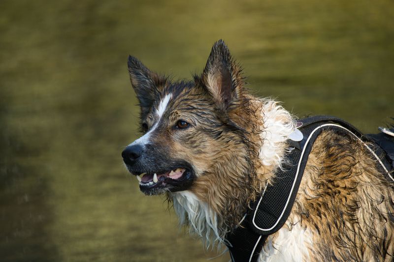 Chafing Where Wet Fur Rubs Skin
