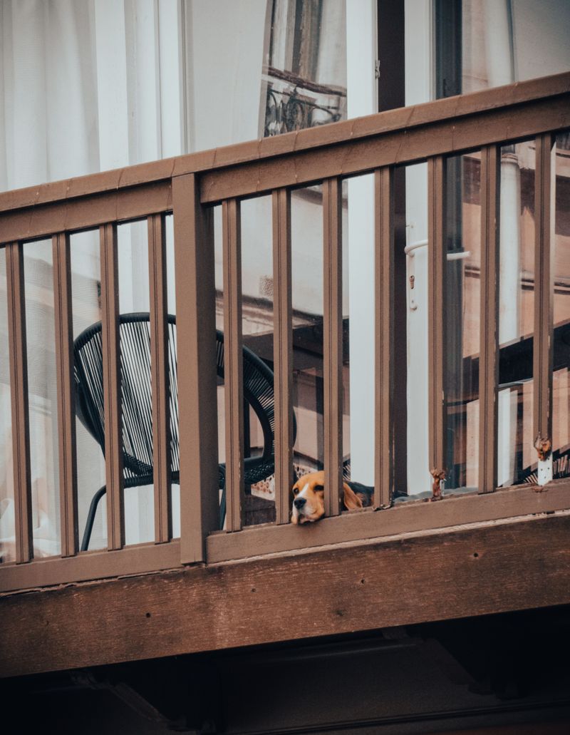 Can Your Dog Stay on the Balcony Alone?