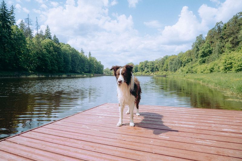 Can Your Dog Use the Dock, Shoreline, or Beach?