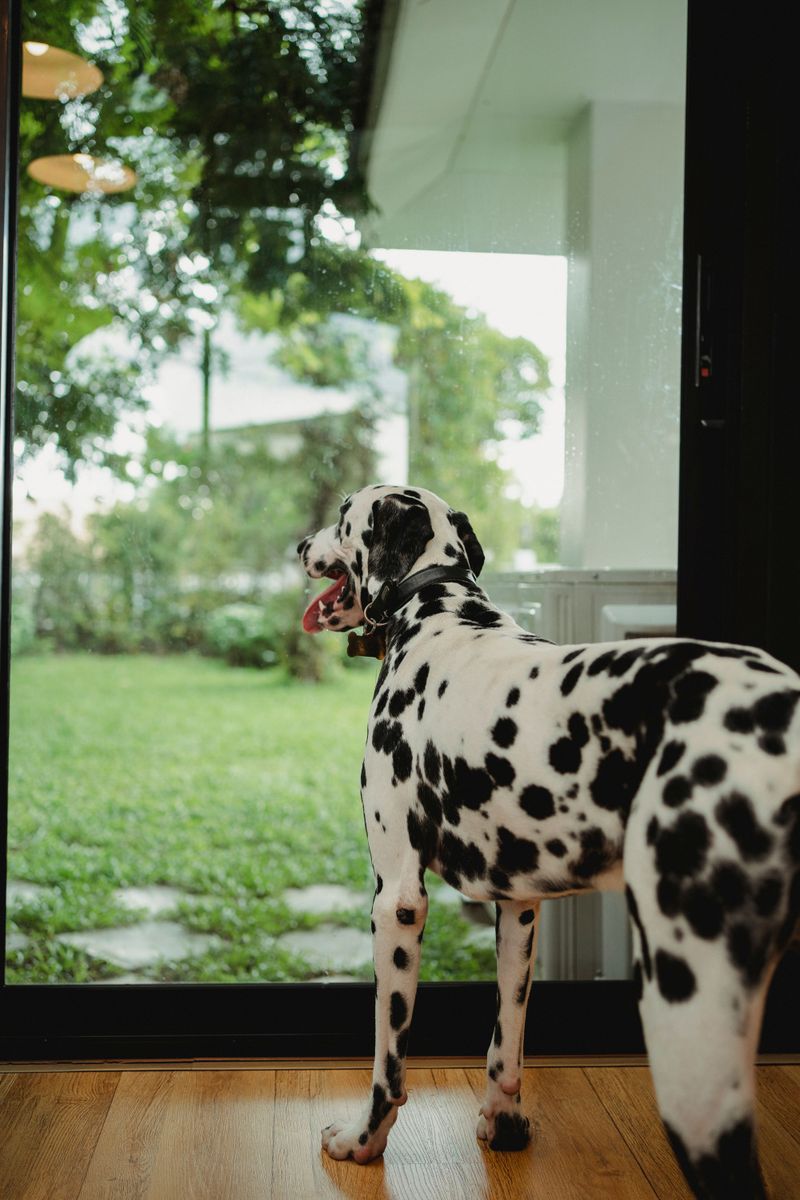 Thunder Sparks a Sudden Urge to Run