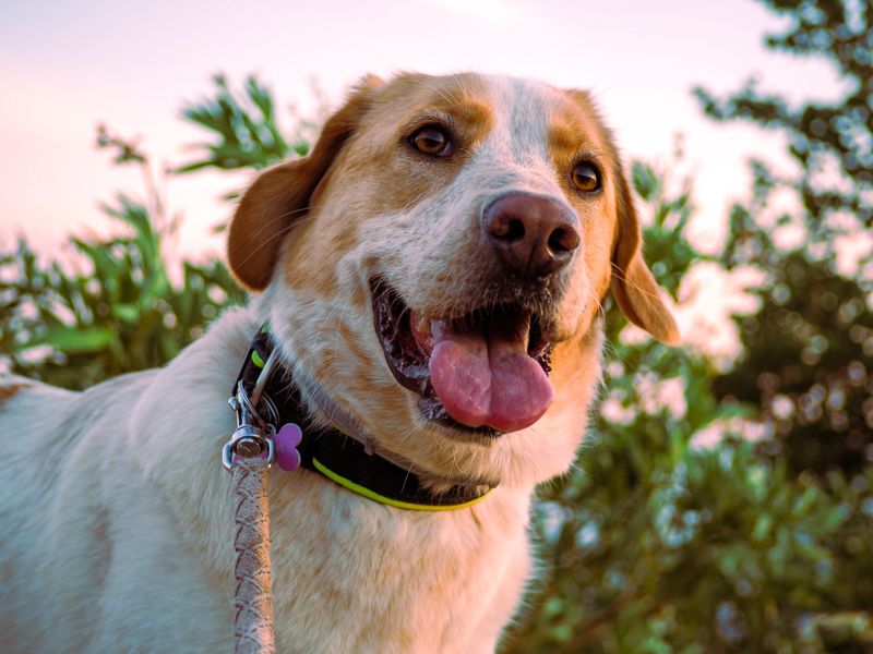 Why Panting Becomes Less Effective in Humid Air
