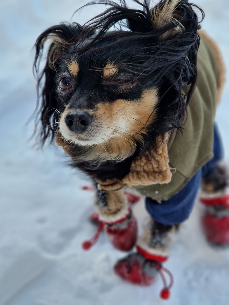 Why Some Dogs Need Extra Weather Protection